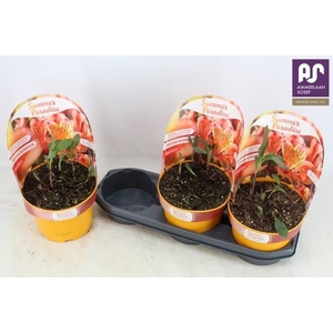 ALST SP INDIA SUMMER