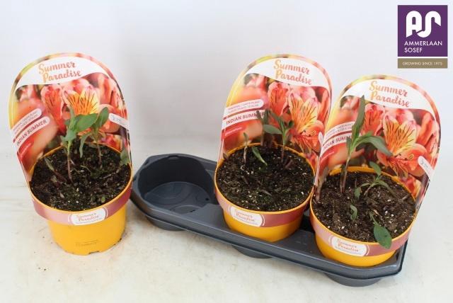 <h4>ALST SP INDIA SUMMER</h4>