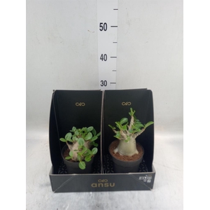 Adenium NB 'Ansu Baobab'