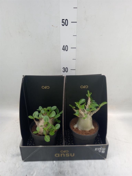 <h4>Adenium NB 'Ansu Baobab'</h4>
