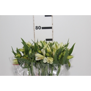 ALSTROEMERIA AKEMI 080 CM
