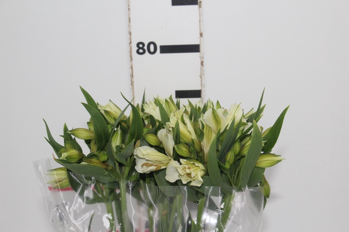 <h4>ALSTROEMERIA AKEMI 080 CM</h4>