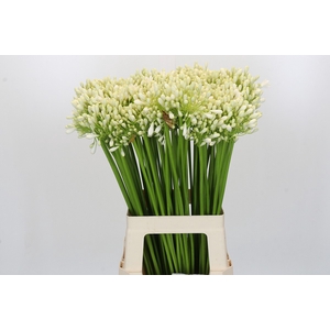 Agapanthus Barcelona