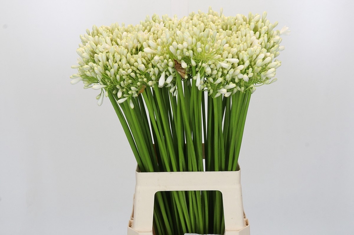 <h4>Agapanthus Barcelona</h4>