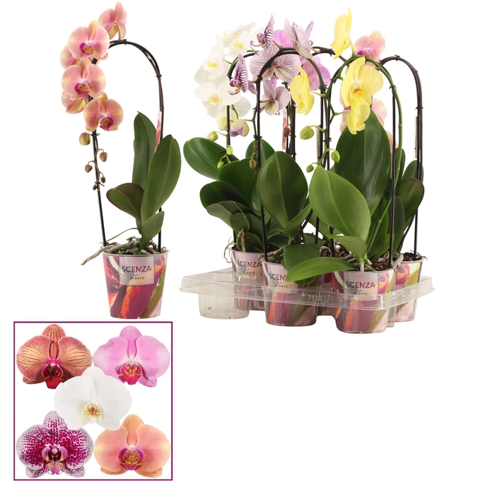 <h4>Phalaenopsis cascade 1 tak shortie mix (Scenza)</h4>