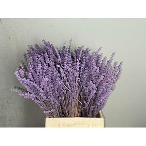 Pf Lavender Bs Milka