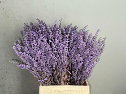 <h4>Pf Lavender Bs Milka</h4>