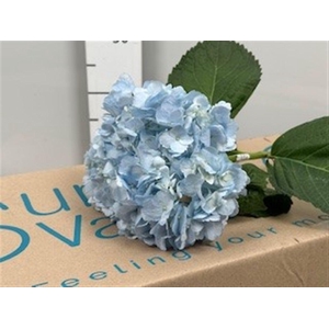 Hydr Tinted Light Blue Premium (box)