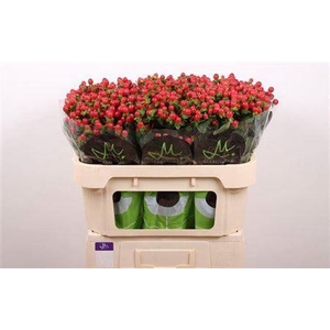 Hyp Tomato Flair Red