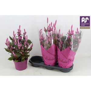 CEL WILD PINK