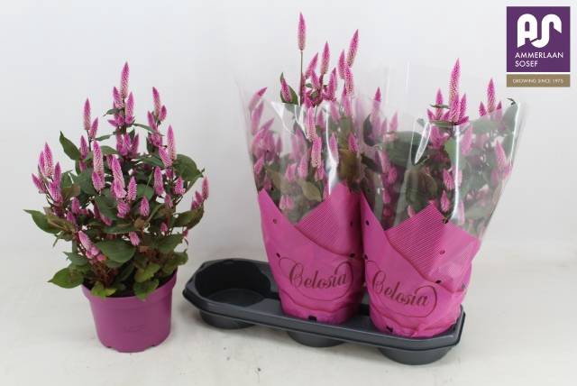 <h4>CEL WILD PINK</h4>
