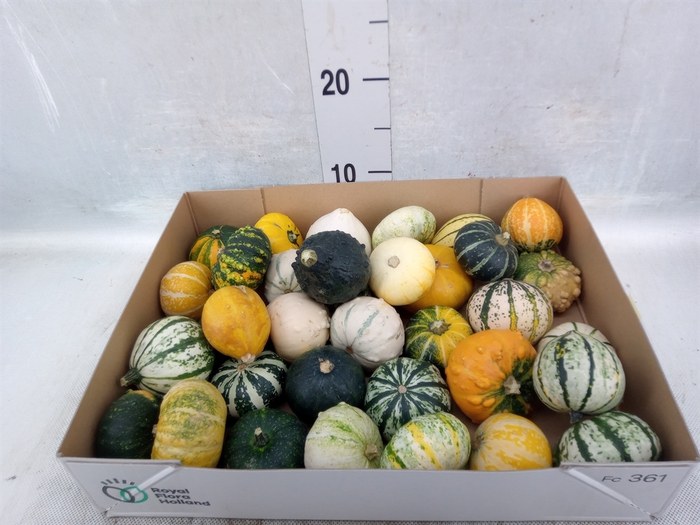 <h4>Cucurbita   ...</h4>