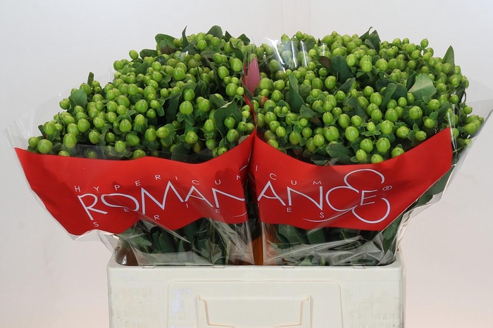 <h4>Hypericum Lucky Romance</h4>