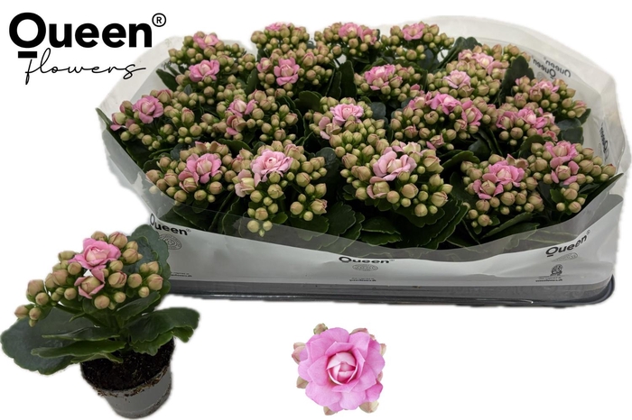 <h4>KAL GE MF LILLIAN</h4>