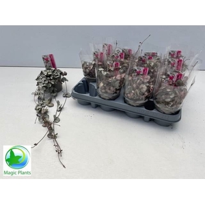 Ceropegia woodii 'Silver Glory'
