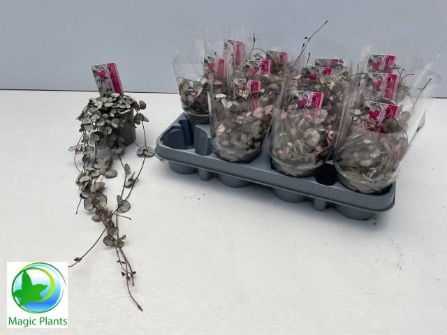 <h4>Ceropegia woodii 'Silver Glory'</h4>