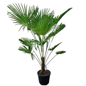 Trachycarpus Wagnerianus Nl Paspoort 160+