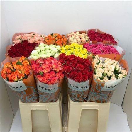 <h4>R TR GEM IN FUST</h4>