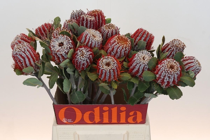 <h4>Banksia Coccinea</h4>