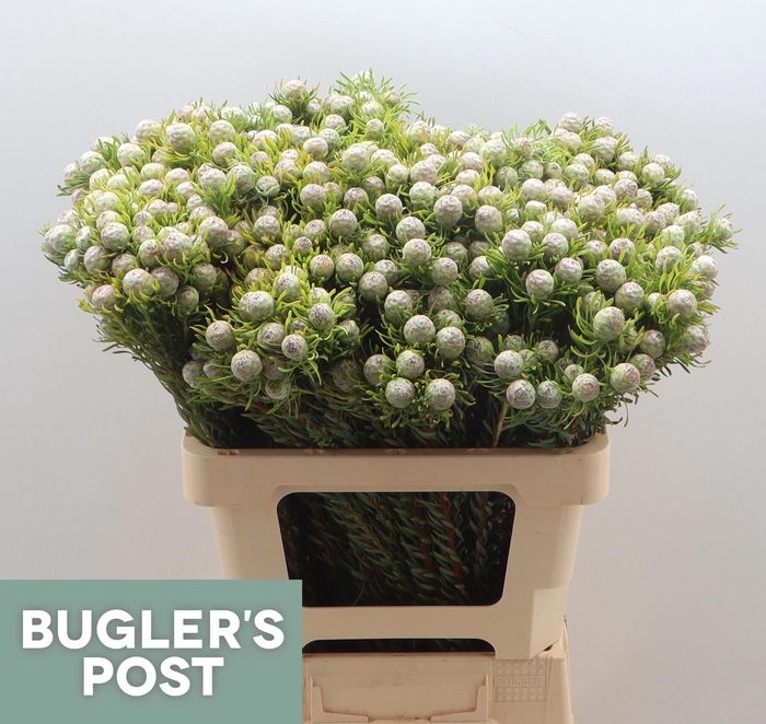 <h4>LEUCAD L AY JA PE VT</h4>