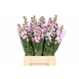 Matthiola Iron Cherry Blossom