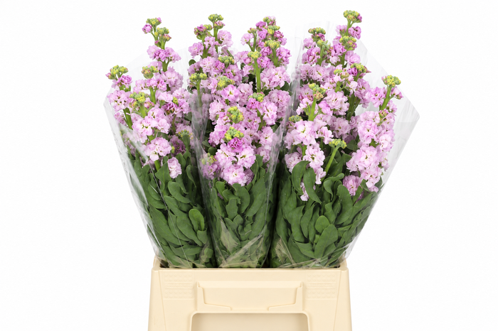 <h4>Matthiola Iron Cherry Blossom</h4>