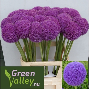 Allium Giganteum