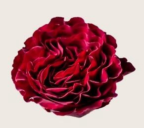 <h4>R GR HEARTS</h4>