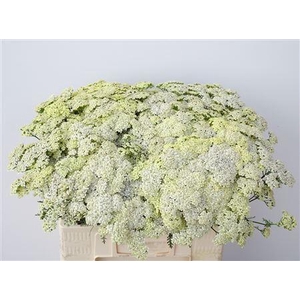 Achillea M Vanill Dream