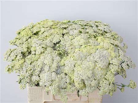 <h4>Achillea M Vanill Dream</h4>