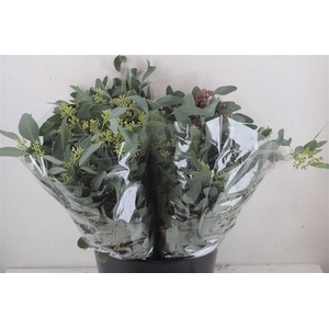 Euca Populus Berry Short 150gr P Bunch