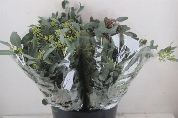 <h4>Euca Populus Berry Short 150gr P Bunch</h4>