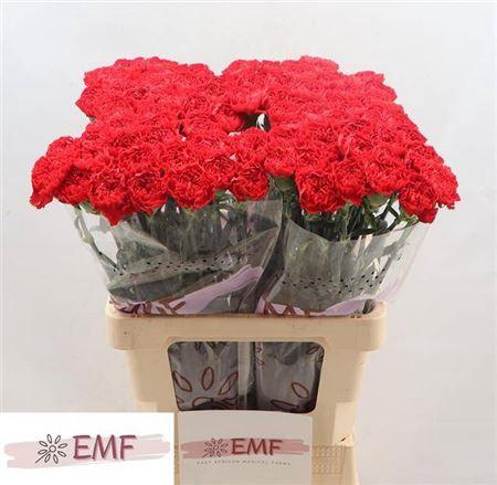 <h4>Di St Sparta+</h4>