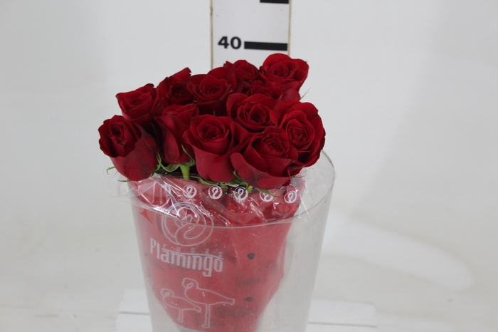 <h4>ROSA FREEDOM 040 CM ESTUFA</h4>