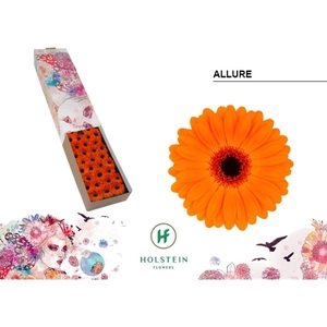 Ge Mi Allure Box