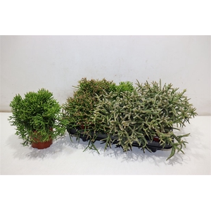 Rhipsalis Gem