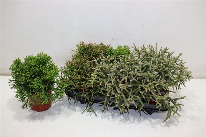 <h4>Rhipsalis Gem</h4>