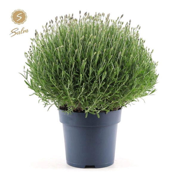 <h4>Lavandula ang. 'Felice Premium Provence'® P24</h4>