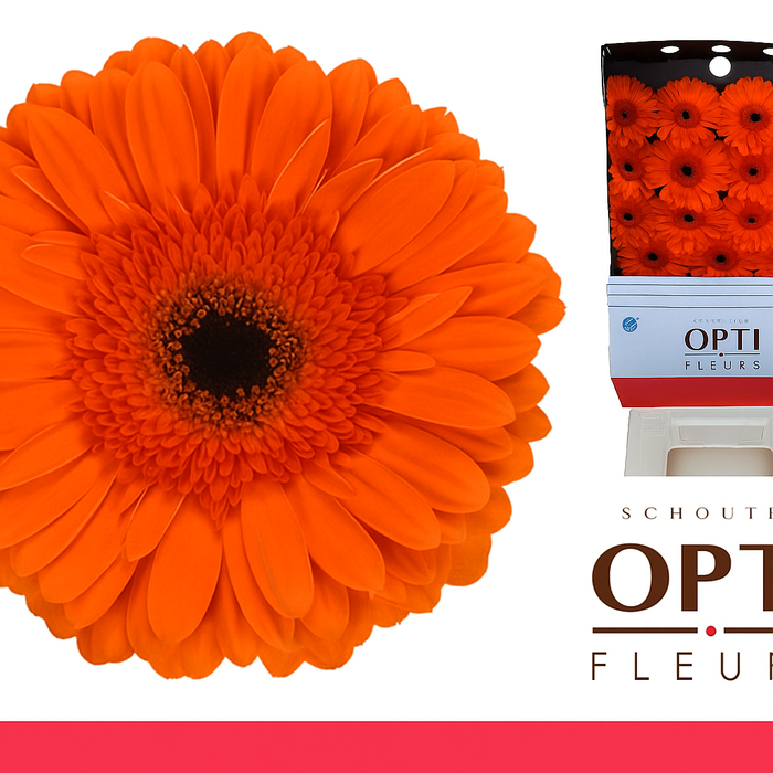 <h4>Gerbera Capella Diamond</h4>