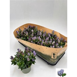 Gentiana scabra Rocky Diamond Blue Heart