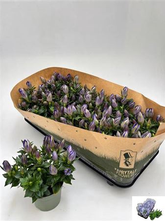 <h4>Gentiana scabra Rocky Diamond Blue Heart</h4>