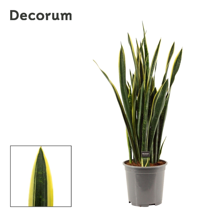 <h4>Sansevieria Gold Flame Long Leaf 27 cm (Decorum)</h4>