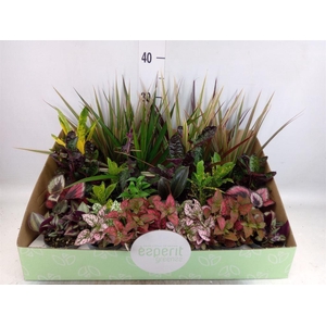 Planten  ..mix