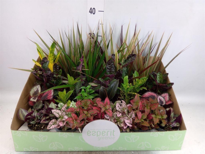 <h4>Planten  ..mix</h4>