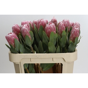 PROTEA PENNY PINK