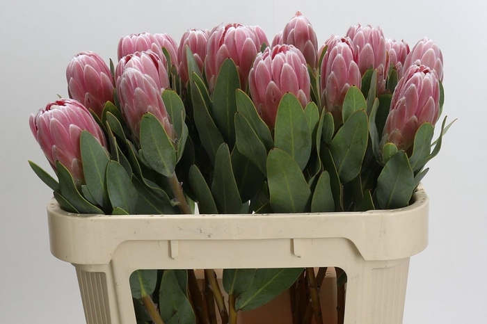 <h4>PROTEA PENNY PINK</h4>
