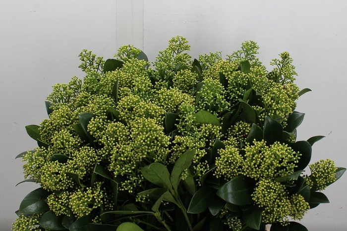 <h4>Skim J Finchy Bs</h4>