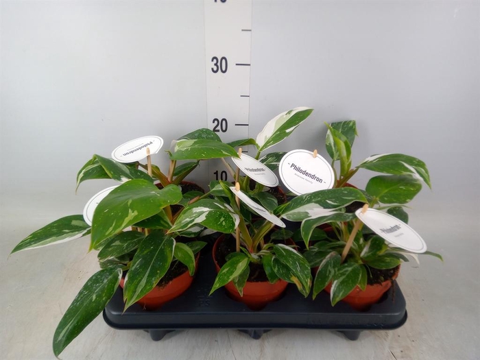 <h4>Philodendron   ...</h4>