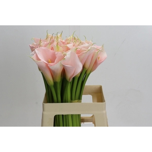 CALLA EYDOLLS SALMON