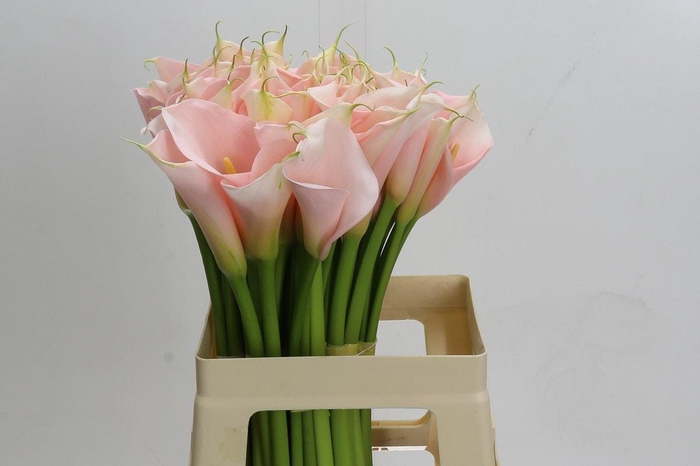 <h4>CALLA EYDOLLS SALMON</h4>